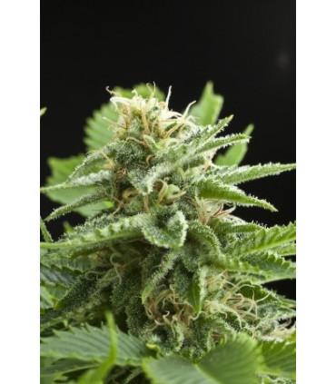 Amnesia Haze (Royal Queen Seeds)