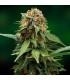 Tangerine Dream (Barney's Farm)