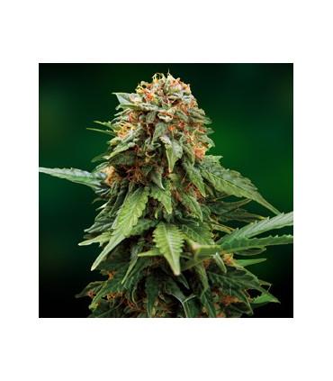 Tangerine Dream (Barney's Farm)