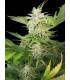 Royal AK Automatic (Royal Queen Seeds)