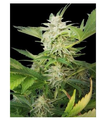 Royal AK Automatic (Royal Queen Seeds)