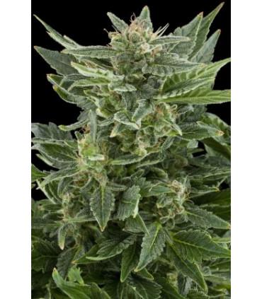 Royal AK Automatic (Royal Queen Seeds)