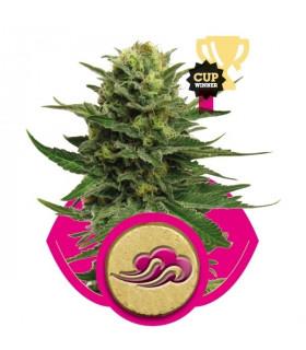 Blue Mystic (RQS)