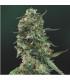 L.S.D. (Barney's Farm)