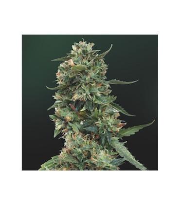 L.S.D. (Barney's Farm)