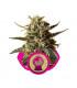 Bubblegum XL (RQS)