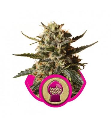 Bubblegum XL (RQS)