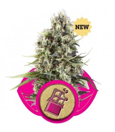 Chocolate Haze (RQS)