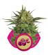 Haze Berry (RQS)