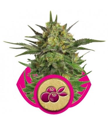 Haze Berry (RQS)