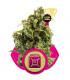 Sour Diesel (RQS)