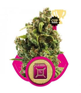 Sour Diesel (RQS)