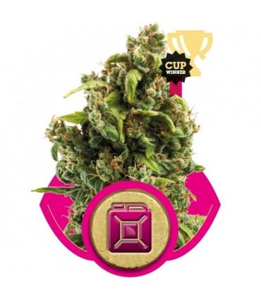 Sour Diesel (RQS)