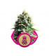 Pineapple Kush (RQS)