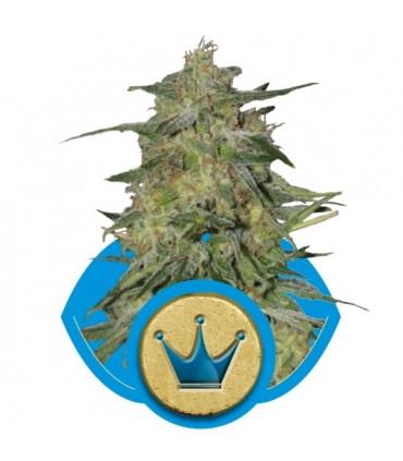 Royal Highness (RQS)