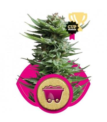 Shining Silver Haze (RQS)