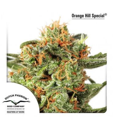 Orange Hill Special