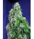 Big Devil F1 Fast Version (Sweet Seeds)