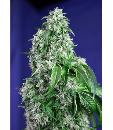 Big Devil F1 Fast Version (Sweet Seeds)