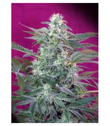 Big Foot (Sweet Seeds)