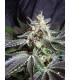 Black Jack (Sweet Seeds)