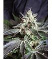 Black Jack