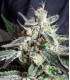 Black Jack F1 Fast Version (Sweet Seeds)