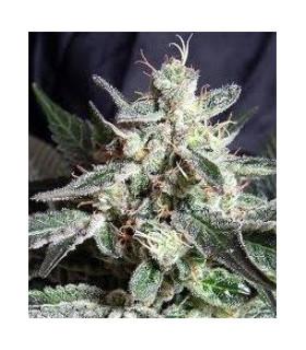 Black Jack F1 Fast Version (Sweet Seeds)