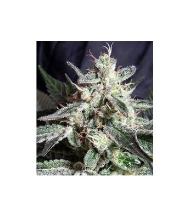 Black Jack F1 Fast Version (Sweet Seeds)