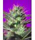 Botafumeiros (Sweet Seeds)