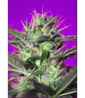 Botafumeiros (Sweet Seeds)