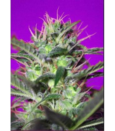 Botafumeiros (Sweet Seeds)