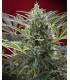Cream 47 (Sweet Seeds)