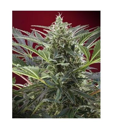 Cream 47 (Sweet Seeds)