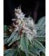 Cream Caramel (Sweet Seeds)