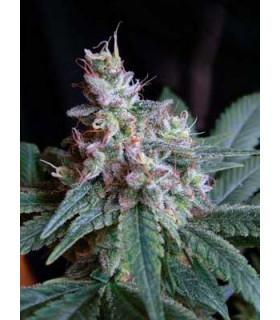 Cream Caramel (Sweet Seeds)