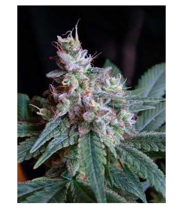 Cream Caramel (Sweet Seeds)