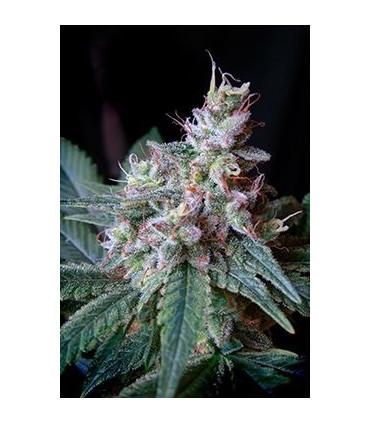 Cream Caramel F1 Fast Version (Sweet Seeds)