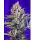 Cream Mandarine F1 Fast Version (Sweet Seeds)