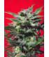 Green Poison (Sweet Seeds)
