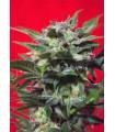 Green Poison