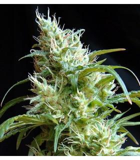Flash Back 2 (Sweet Seeds)