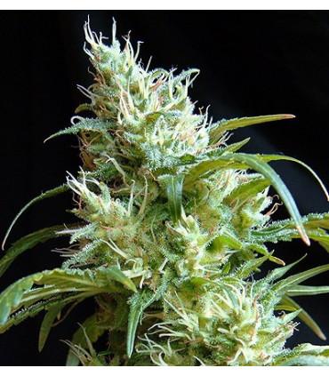 Flash Back 2 (Sweet Seeds)