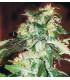 Jack 47 (Sweet Seeds)