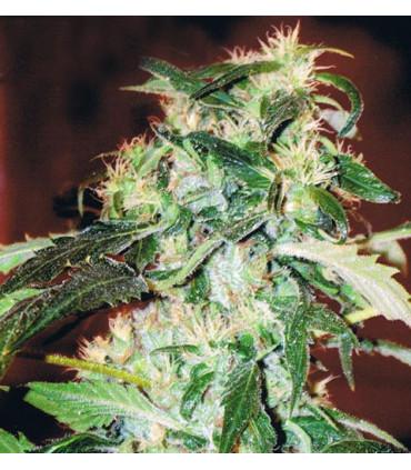 Jack 47 (Sweet Seeds)