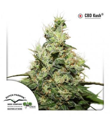 CBD Kush