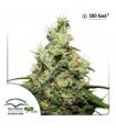 CBD Kush