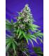 Killer Kush F1 Fast Version (Sweet Seeds)