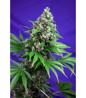 Killer Kush F1 Fast Version (Sweet Seeds)