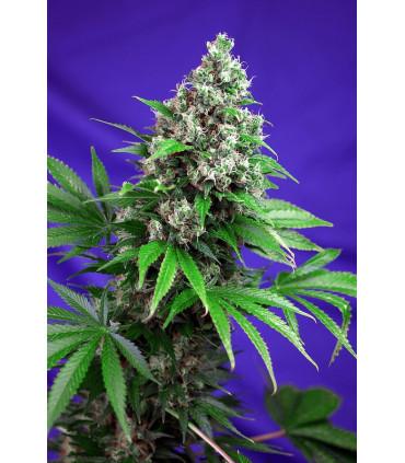 Killer Kush F1 Fast Version (Sweet Seeds)